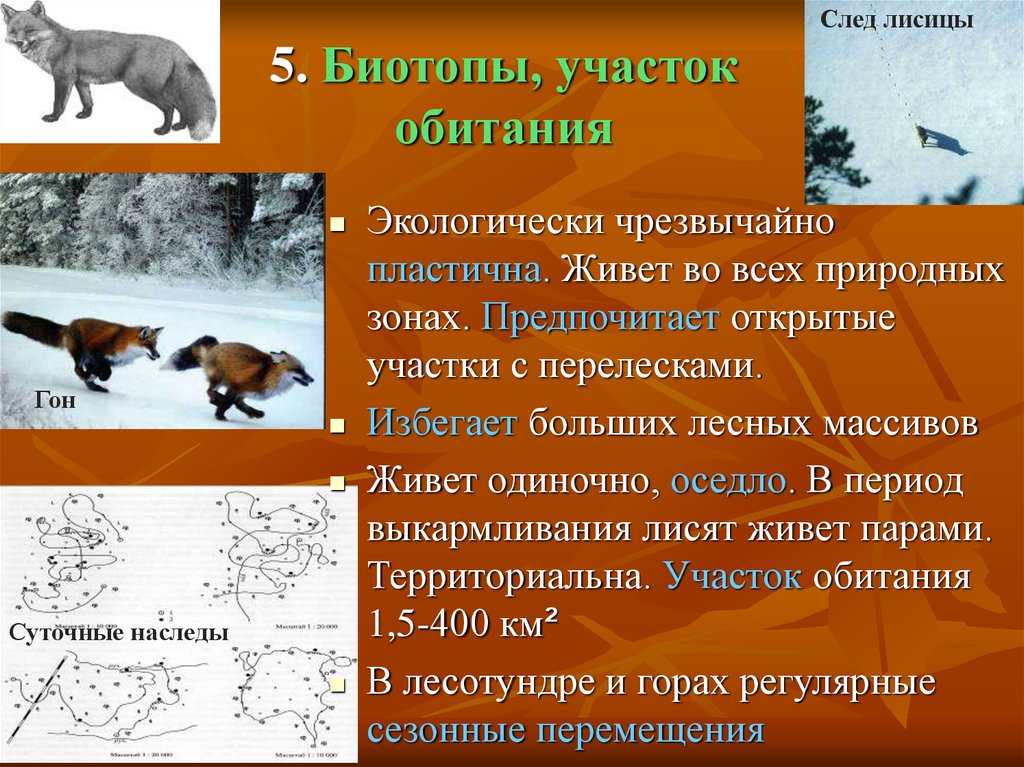 Где обитает в какой природной зоне. Природная зона обитания лисы. Природные зоны обитания лисиц. Природная зона для лисиц. Климат обититания лисы.