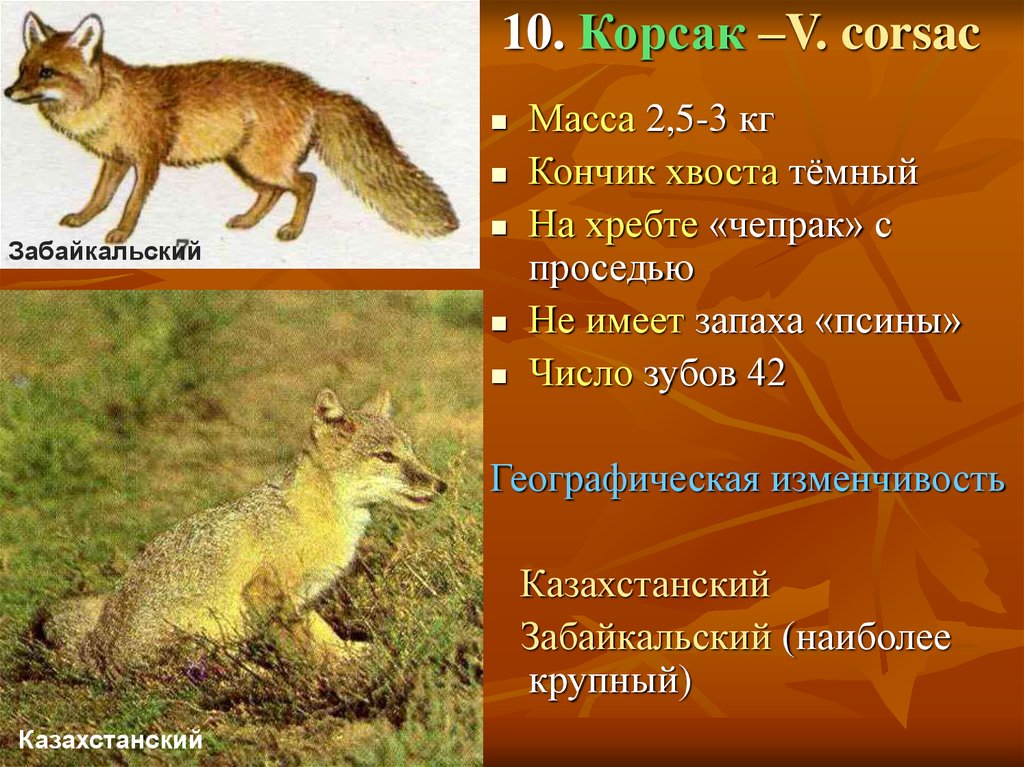 Роды лисицы. Сообщение о Корсаке. Корсак доклад. Корсак лиса сообщение. Корсак и лиса отличия.