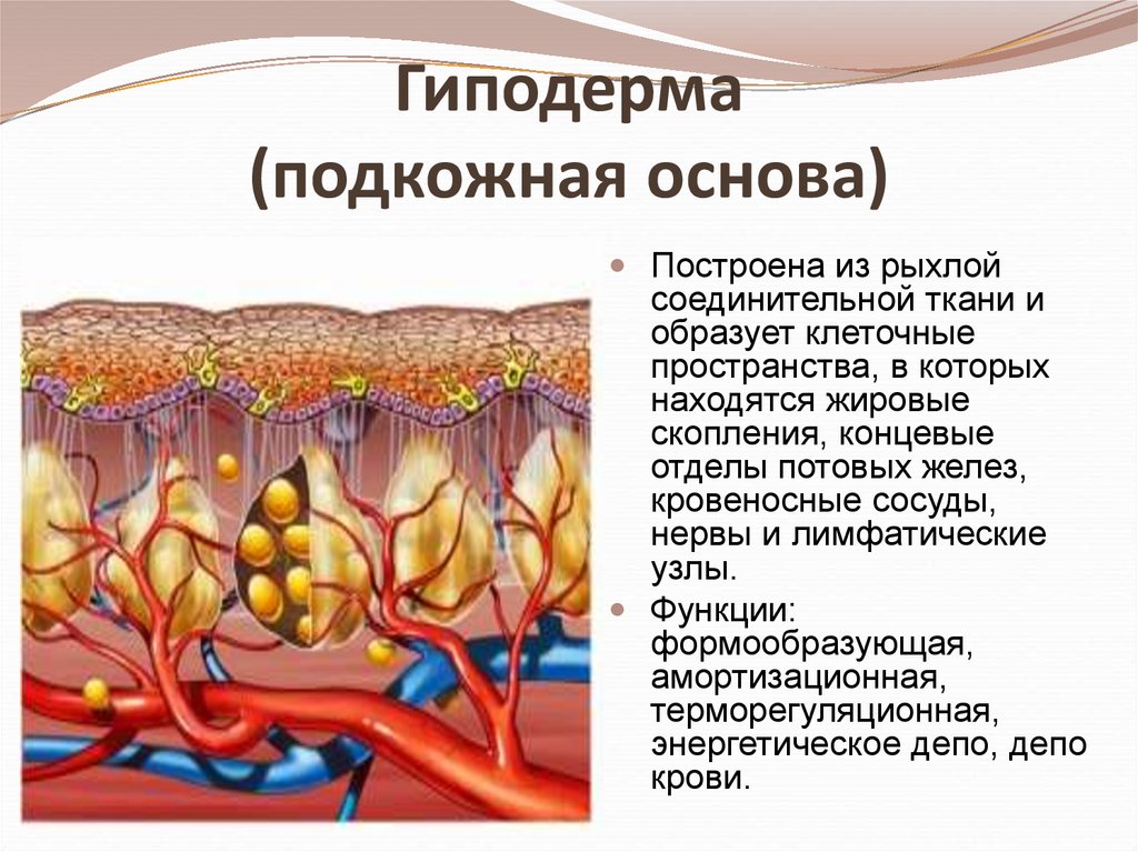 Кровеносные сосуды в каком слое кожи. Гиподерма это подкожная жировая клетчатка. Слои гиподермы кожи человека. Слои кожи подкожно жировая клетчатка.