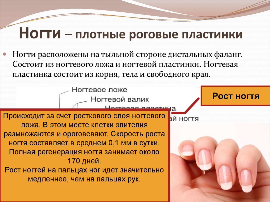 Ногти плотные. Рост ногтей. Формирование ногтевого ложа. Рост ногтевой пластинки происходит.