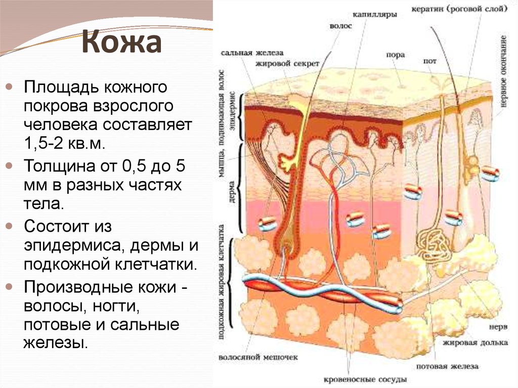 Строение кожи картинка с описанием