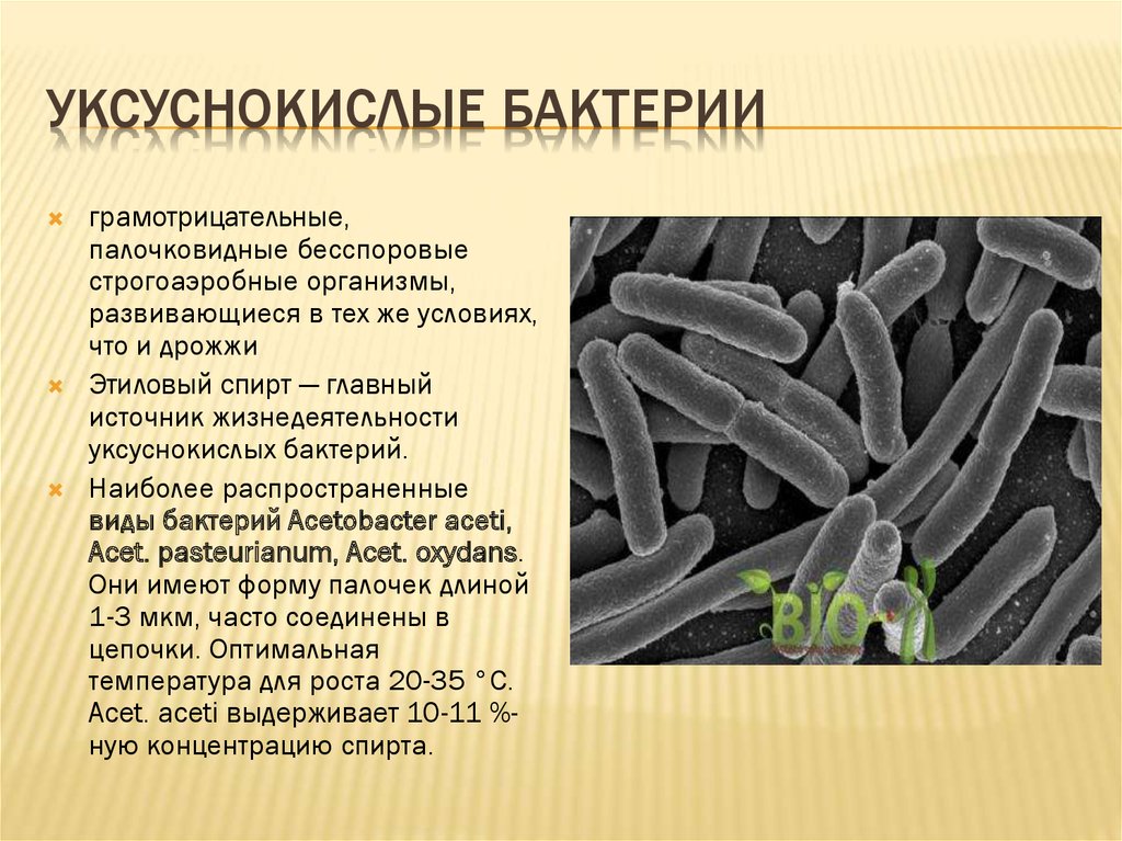 Что выделяют бактерии. Уксуснокислые бактерии Acetobacter. Бактерии брожения: молочнокислые бактерии. Микроорганизмы палочковидные структура. Уксусные бактерии среда обитания.