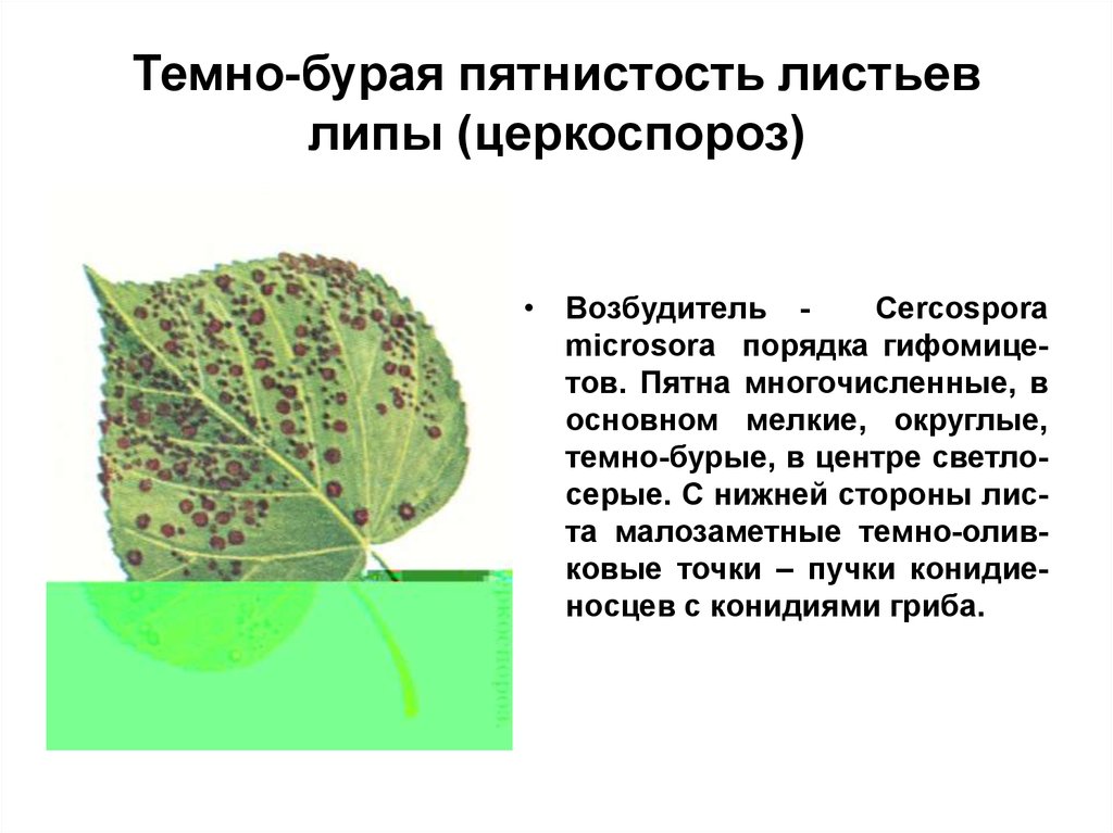 Стороны листа. Бурая пятнистость липы. Тёмно-бурая пятнистость липы, церкоспороз.. Светло-бурая пятнистость липы. Темно-бурая пятнистость липы (церкоспороз).