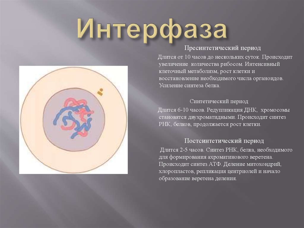 Интерфаза митоза. Интерфаза интеркинез. Пресинтетический период интерфазы митоза. Пресинтетический период интерфазы.