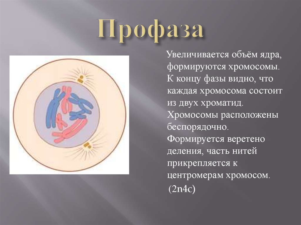 Митоз презентация 9 класс биология