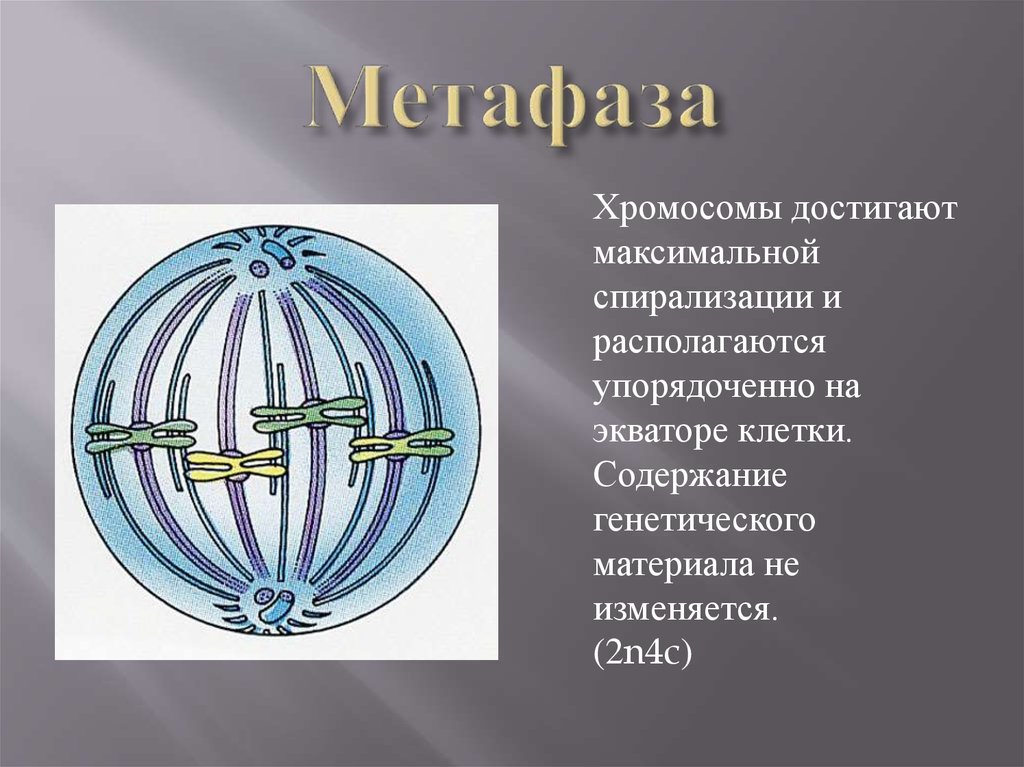 Метафаза 2 рисунок. Метафаза митоза 2. Хромосомы в метафазе митоза. Метафаза клетки. Генетический материал метафазы.