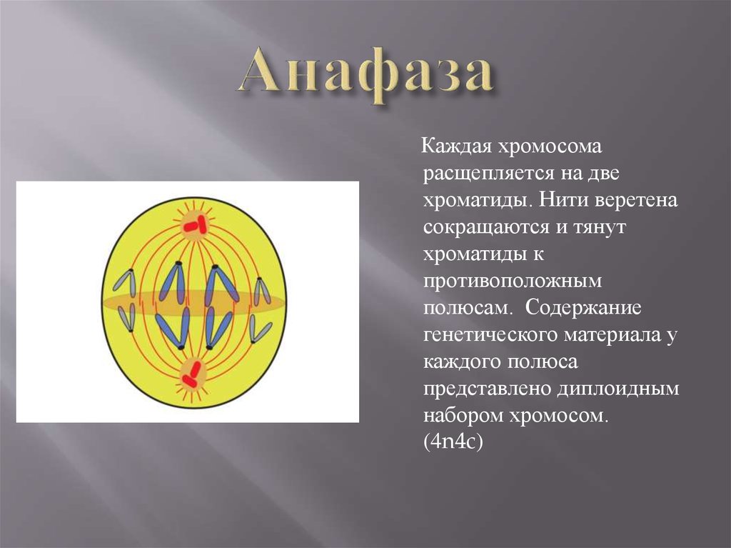 Анафаза митоза количество хромосом. Анафаза митоза 2. Анафаза наследственный материал. Анафаза митоза диплоидный набор. Анафаза набор хромосом.