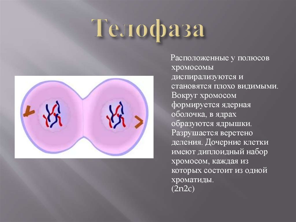 Телофаза набор хромосом. Хромосомный набор клеток в телофазе 2. Телофаза II хромосомный набор. Диплоидный набор хромосом телофаза.