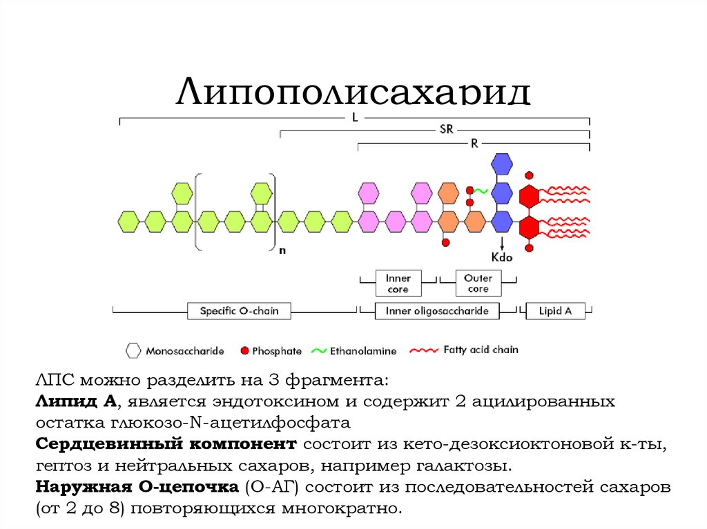 Липополисахарид. Липополисахариды клеточная стенка грамотрицательных бактерий. Липополисахарид строение. Структура липополисахарида грамотрицательных бактерий. Липополисахариды клеточной стенки бактерий.