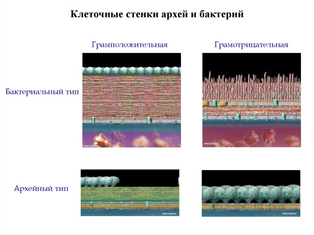 Стенка бактерий. Клеточная стенка архебактерий. Клеточная стенка бактерий и Архей. Строение клеточной стенки Архей. Строение клеточной стенки архебактерий.