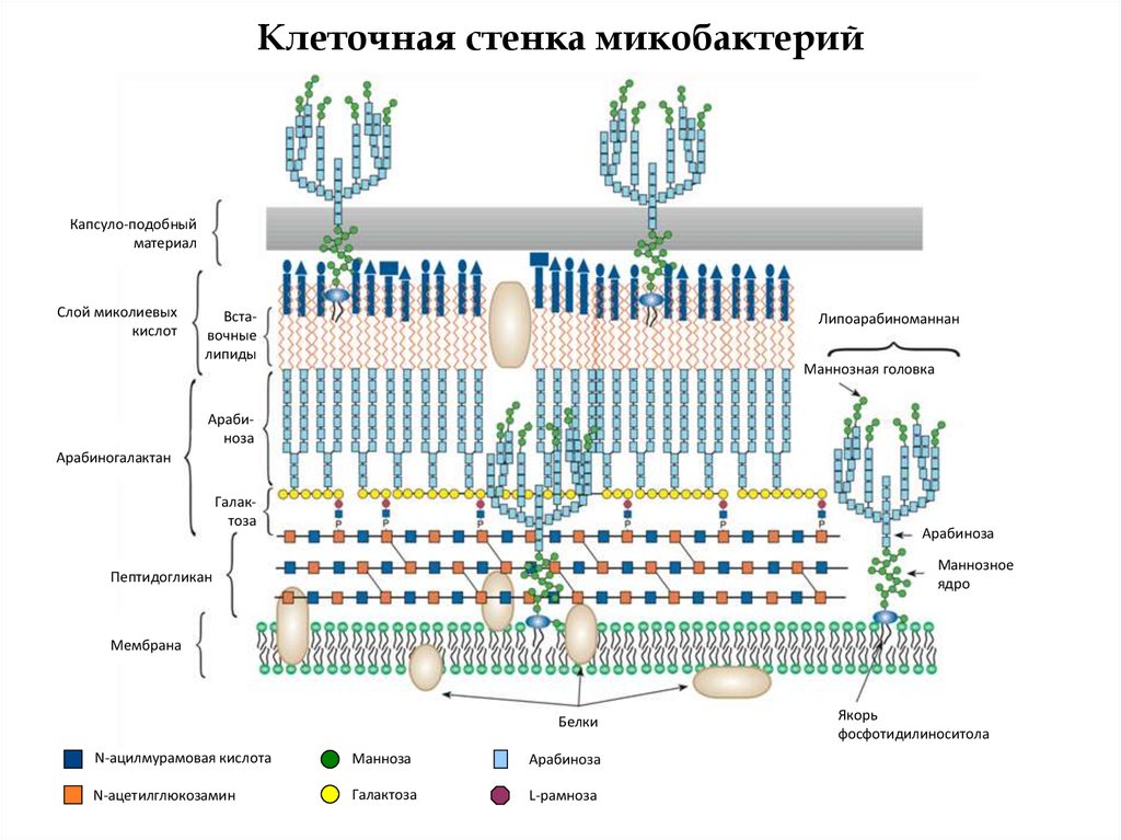 Клеточная стенка состоит из пептидогликана. Строение стенки кислотоустойчивых бактерий. Строение клеточной стенки кислотоустойчивых бактерий микробиология. Кислотоустойчивые бактерии микробиология строение стенка. Клеточная стенка микобактерий туберкулеза.