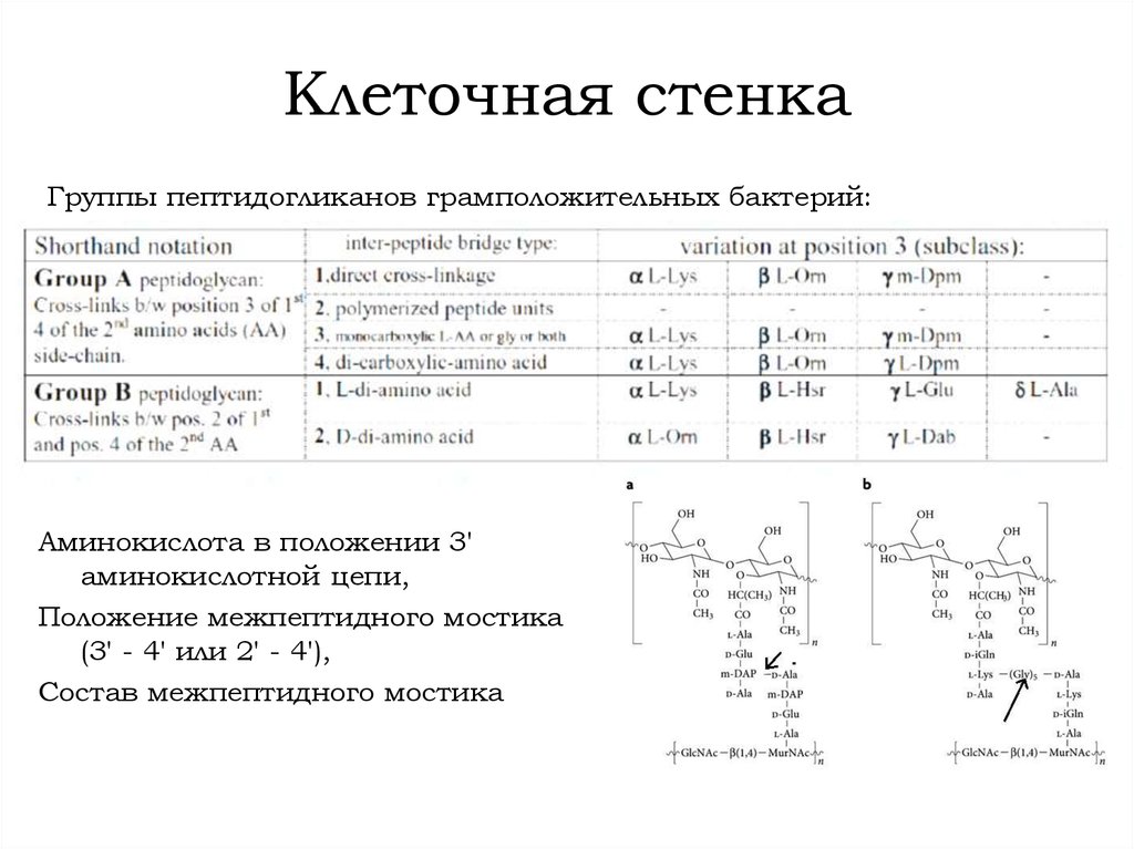 Положение цепи. Пептидогликанов. Аминокислоты входят в состав пептидогликана гр- бактерий. Аминокислоты входящие в состав пептидогликана гр - бактерий. Микроорганизмы чья стенка состоит из пептидогликана.