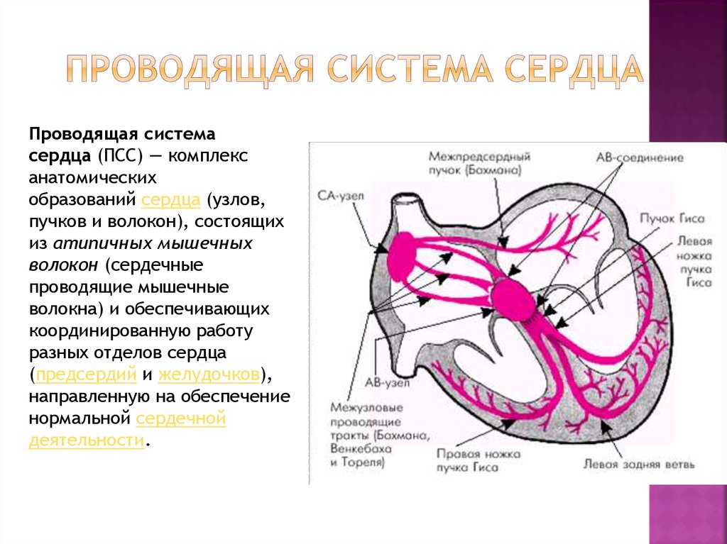 Проводимость сердца схема