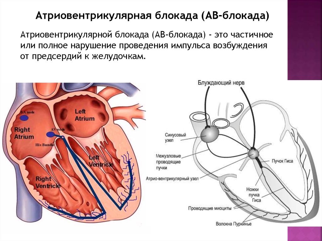 Синусовый лис фото