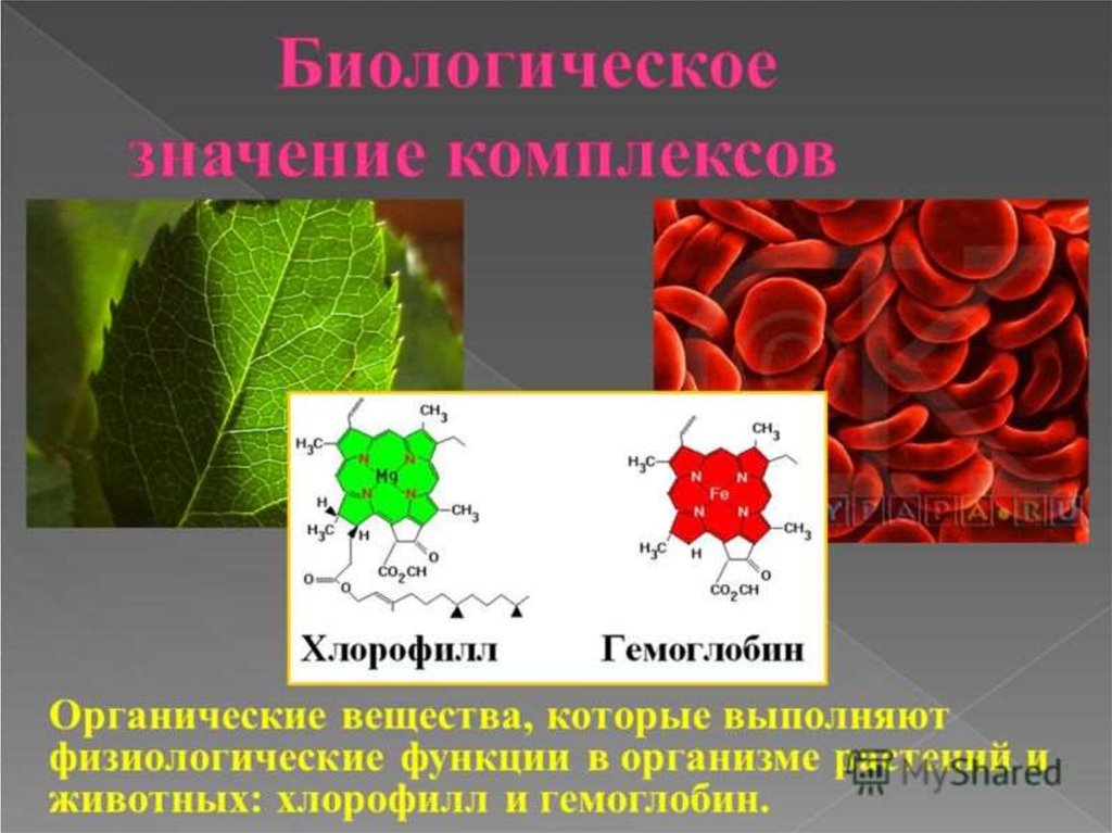 Хлорофилл комплекс