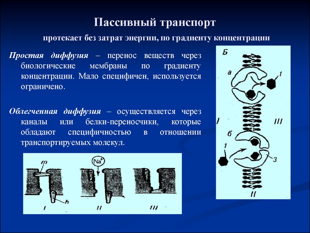 Диффузия по градиенту концентрации. Пассивный транспорт. Пассивный транспорт веществ по градиенту концентрации. Пассивный котранспорт. По градиенту концентрации это без затрат энергии.