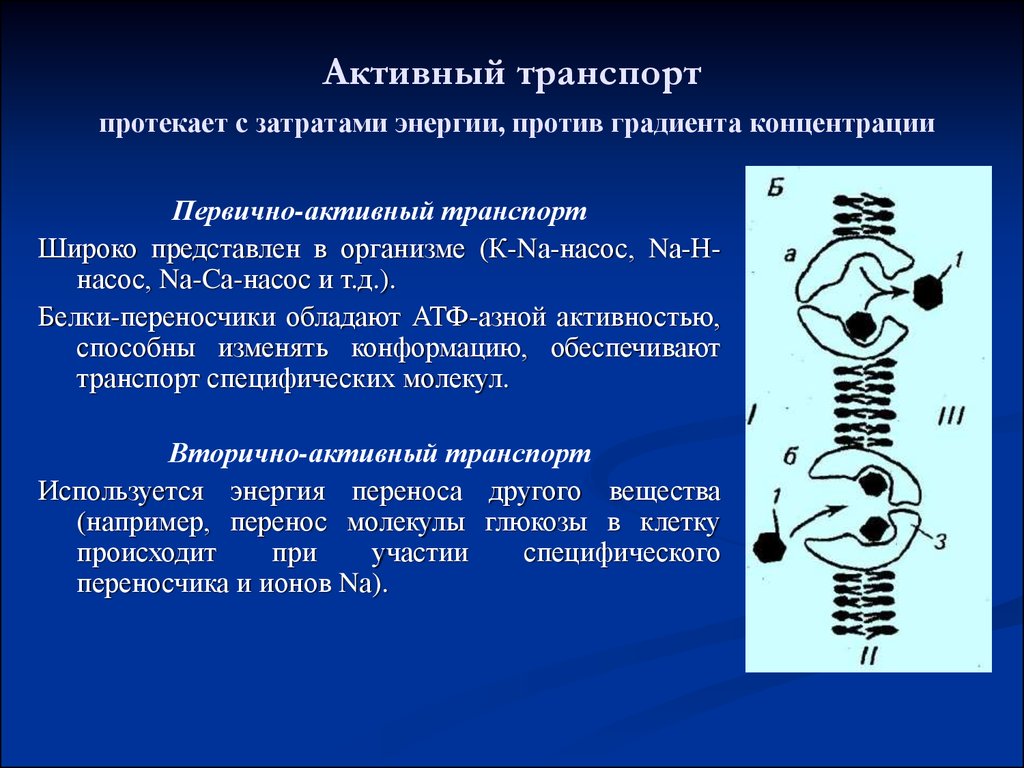 Активно протекающим. Первичный активный транспорт. Активный транспорт затраты энергии. Активный транспорт против градиента концентрации. Первично активный транспорт физиология.