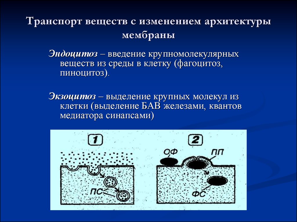 Транспорт веществ физиология. Транспорт веществ с изменением архитектоники мембраны. Транспорт веществ без изменения архитектоники мембраны.. Экзоцитоз транспорт веществ. Транспорт веществ по архитектуре мембраны.