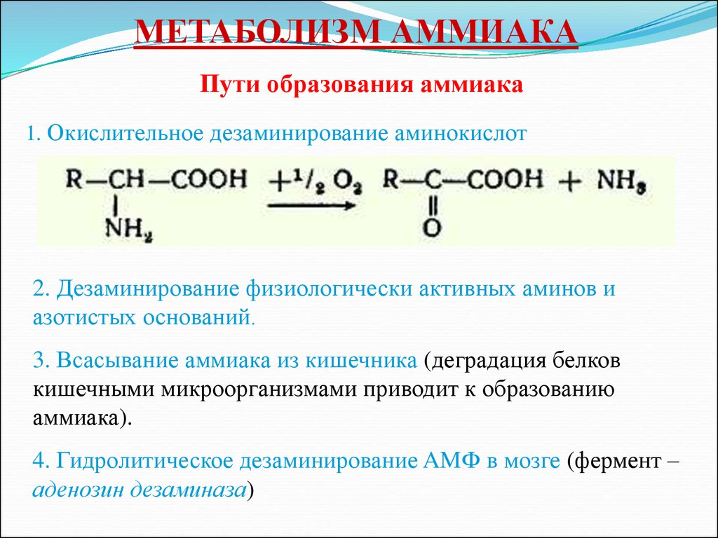 Общие пути метаболизма аминокислот. Дезаминирование аминокислот и образование аммиака. Реакция образования аммиака в организме. Пути образования аммиака. Метаболизм аммиака.