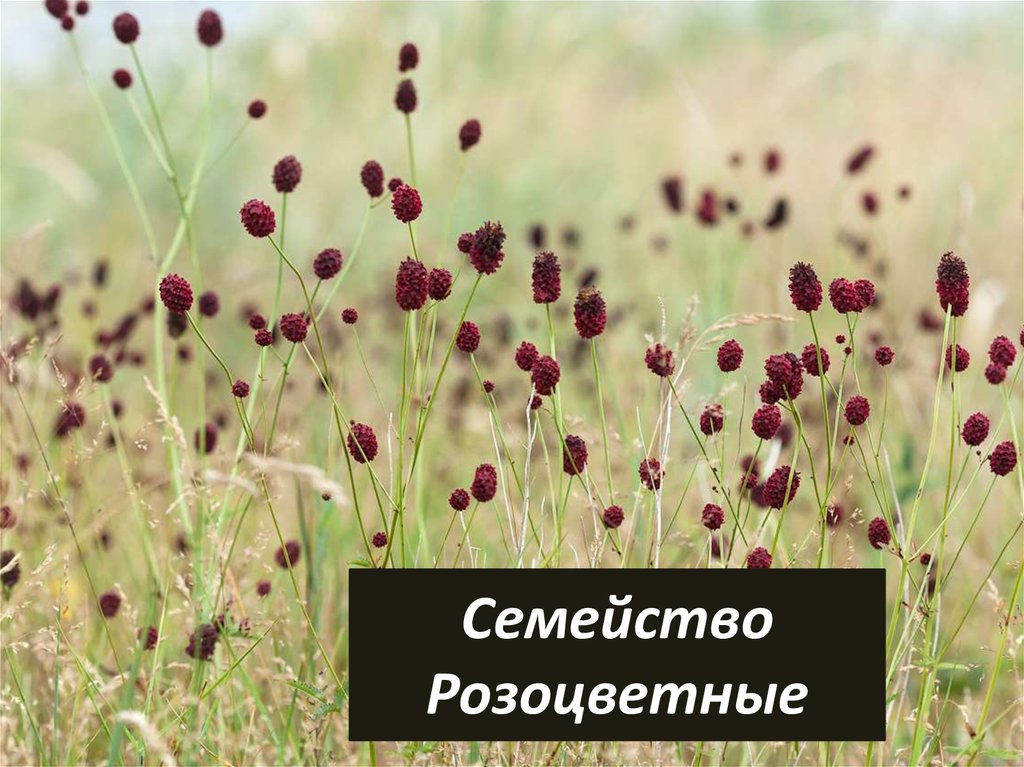 Семейство розоцветные - презентация онлайн