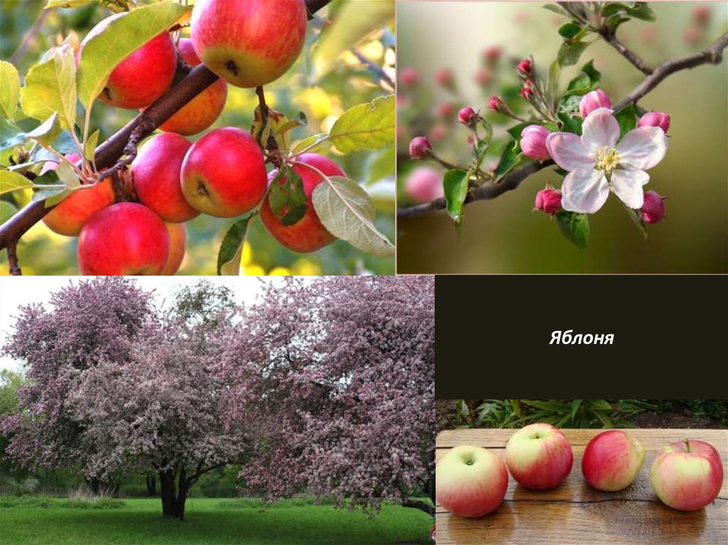 Яблоня относится к растениям. Семейство Розоцветные яблоня Садовая. Подсемейство яблоневые (Maloideae). Розоцветные подсемейства. Розоцветные растения яблоня.
