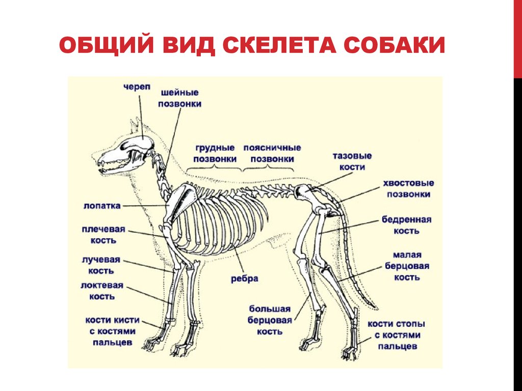 Огэ биология собака. Скелет млекопитающих схема биология 7 класс. Опорно двигательная система млекопитающих схема. Скелет собаки строение схема. Внутренне строение собаки скелета.