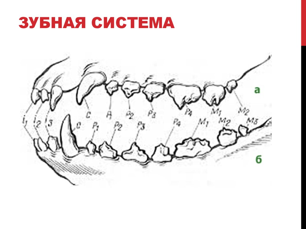 Зубная карта собаки