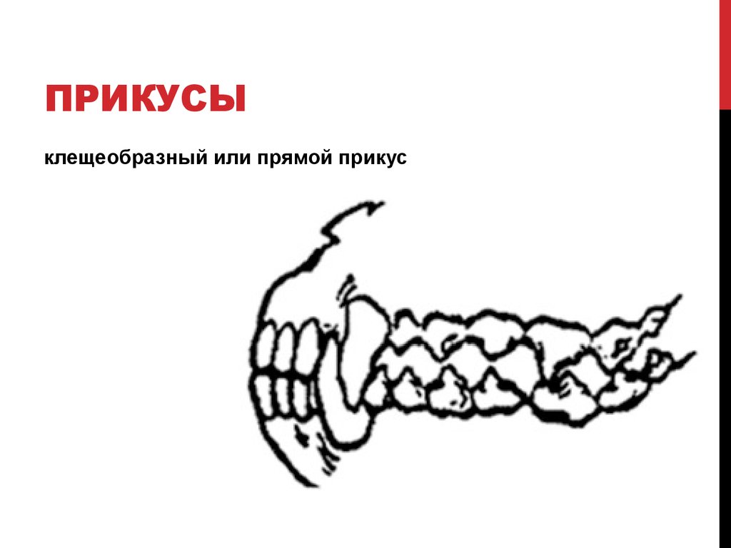 Прикус у собаки правильный рисунок