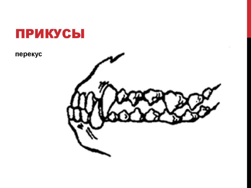 Прикус у собаки правильный рисунок