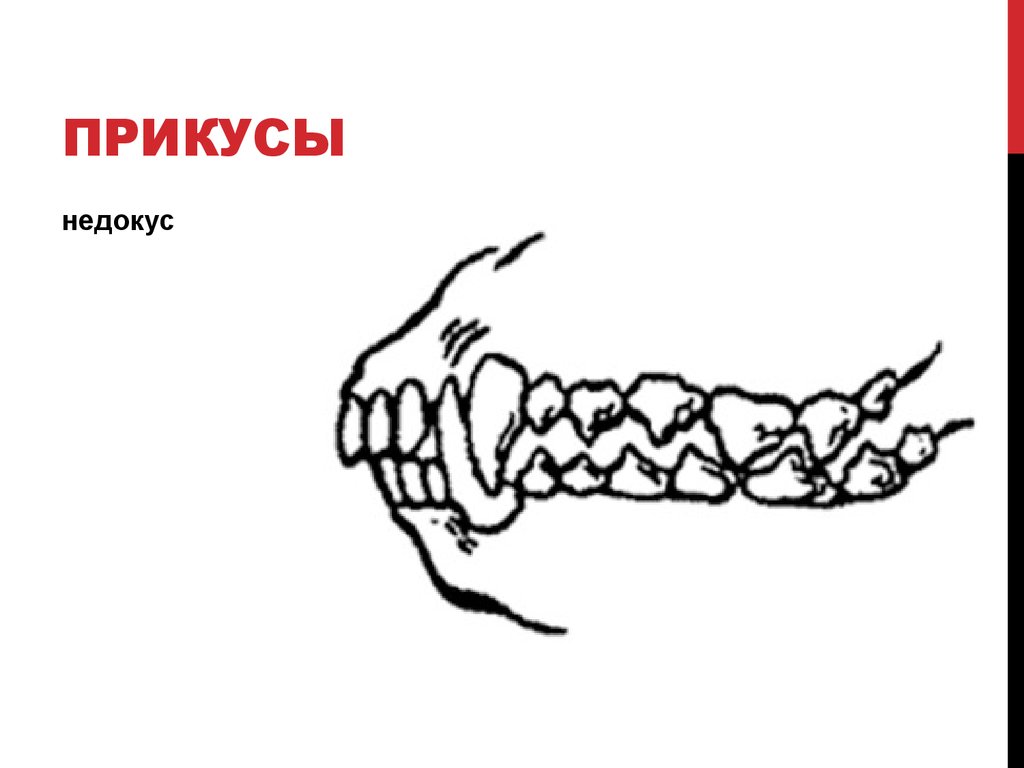 Прикус у собаки правильный рисунок