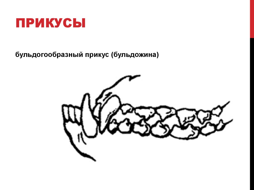 У собаки перекус рисунок