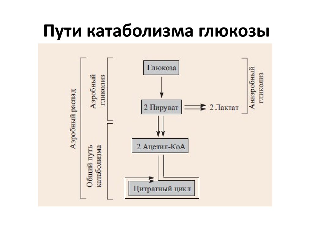 Этап катаболизма глюкозы