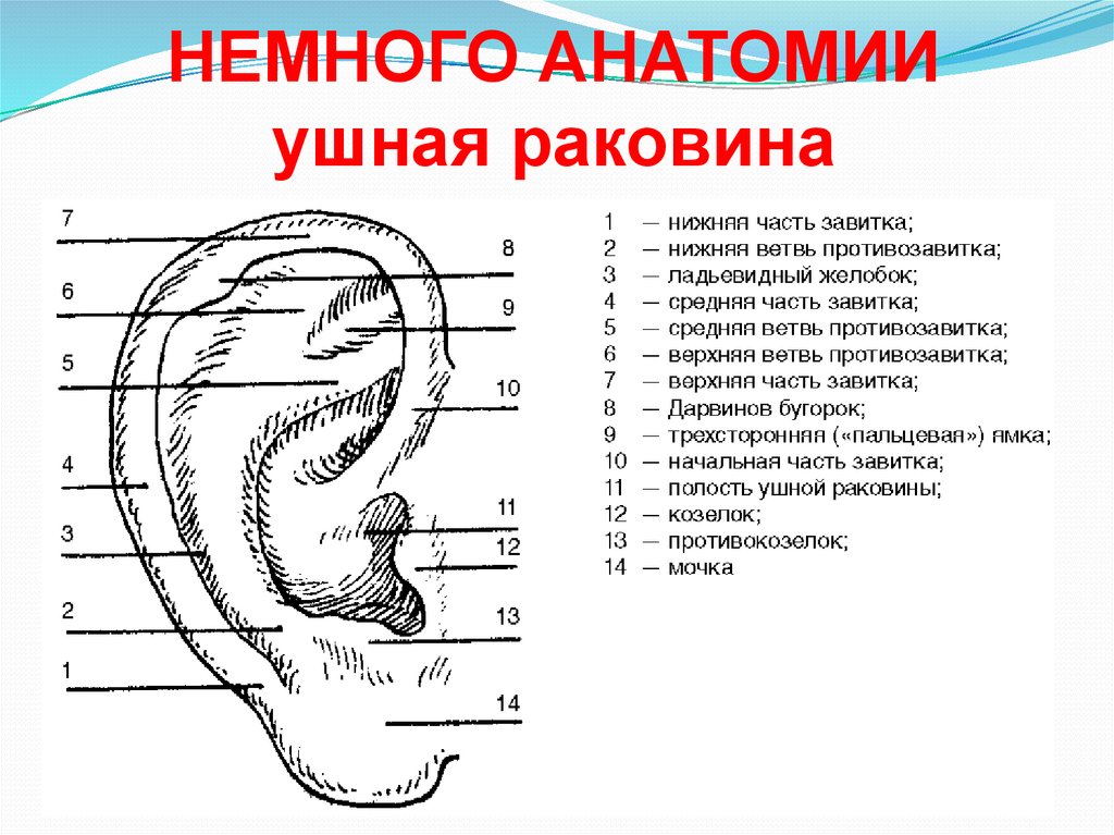 Ушные латынь. Строение ушной раковины анатомия. Строение ушной раковины снаружи. Ухо схема строения ушной раковины. Строение ушной раковины анатомия рисунок.