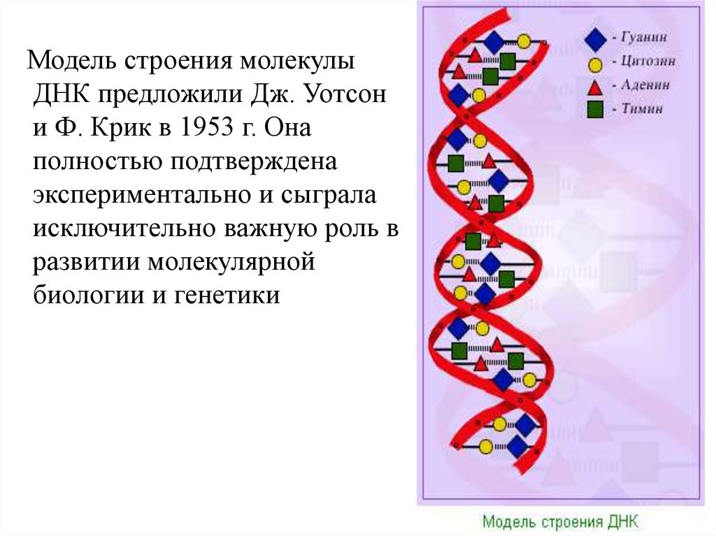 Открытие структуры днк презентация