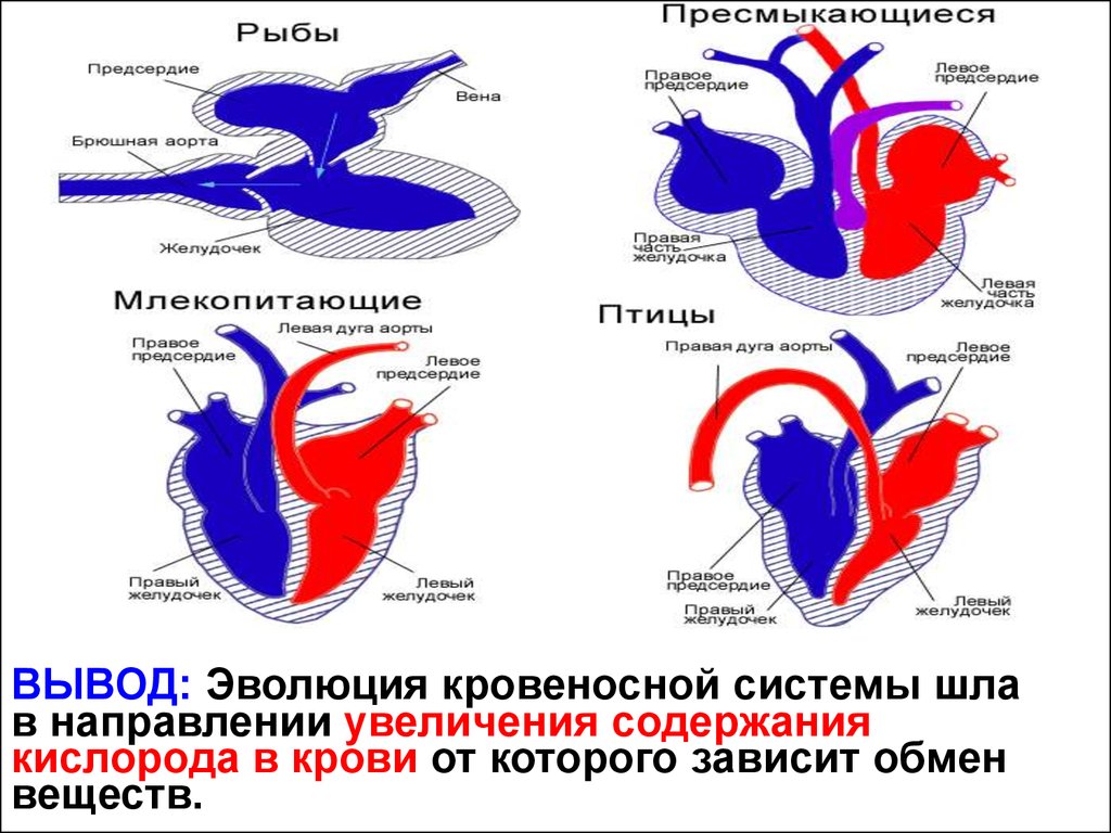 У каких хордовых двухкамерное сердце. Эволюция систем органов кровеносная система позвоночных животных. Эволюция кровеносной системы позвоночных животных схема. Эволюция кровеносной системы ЕГЭ. Эволюция кровеносной системы птиц и млекопитающих.