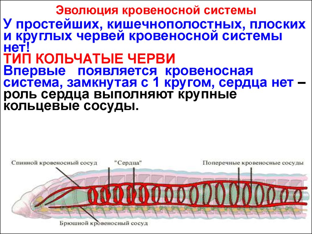 Дыхание дождевого червя. Эволюция кровеносной системы у беспозвоночных животных. Тип кровеносной системы у кольчатых. Кровеносная система червей. Замкнутая кровеносная система черви.