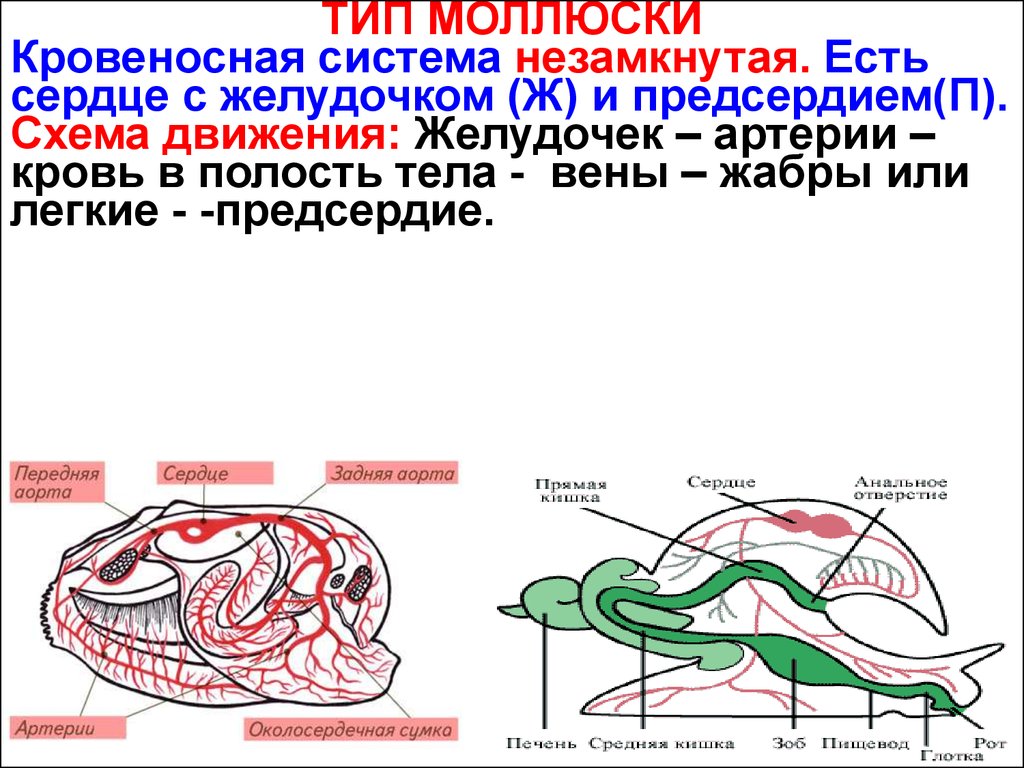 Незамкнутая кровеносная система представители