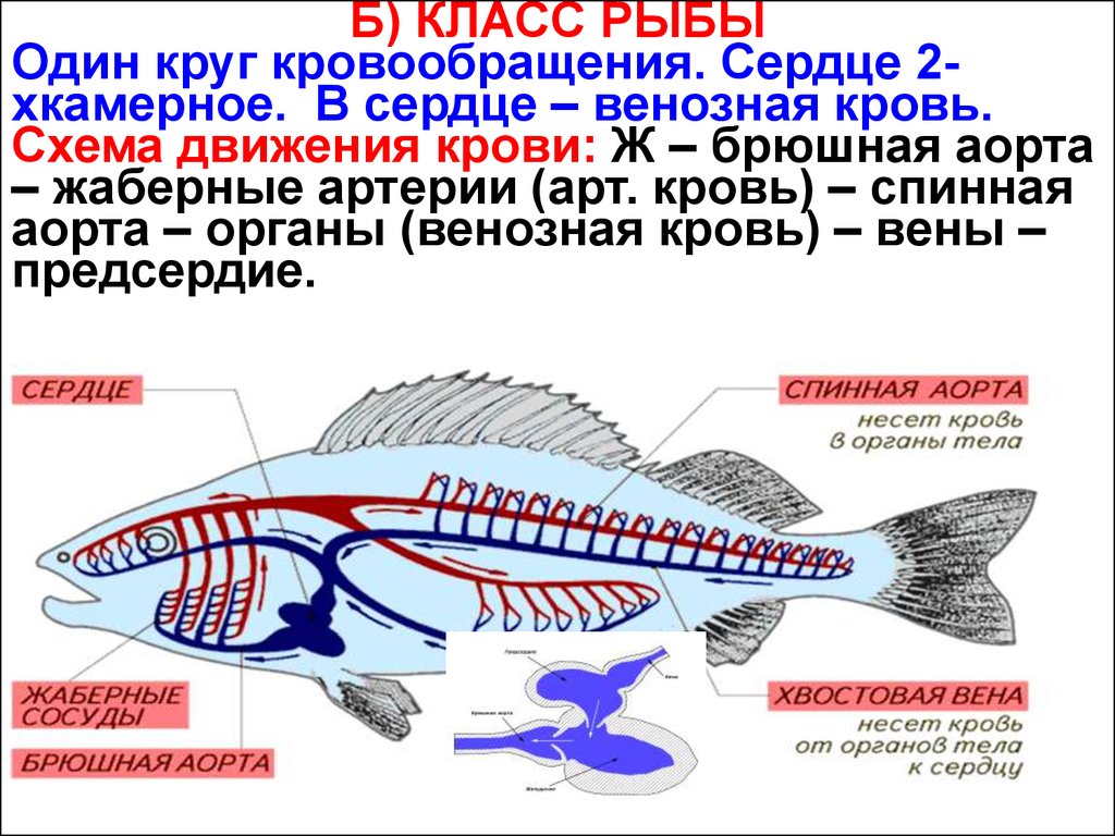 Кровеносная функция животных