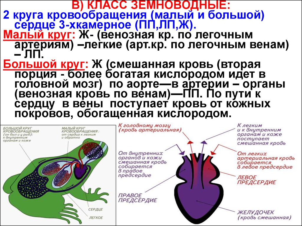 Венозная кровь от сердца поступает к жабрам