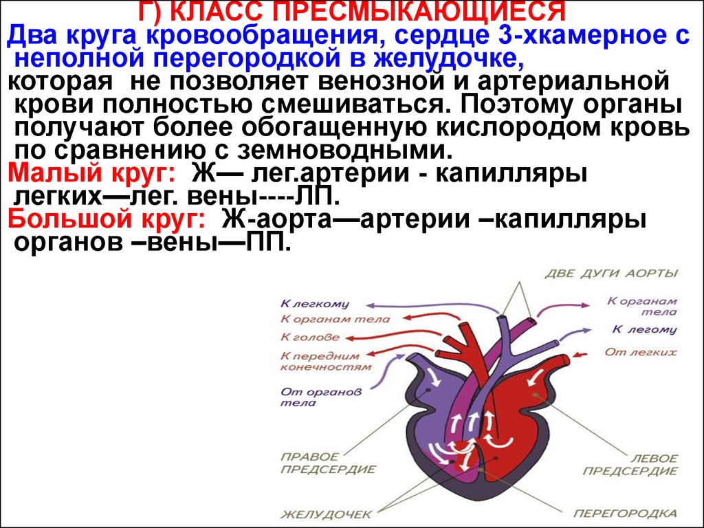 Трехкамерное сердце