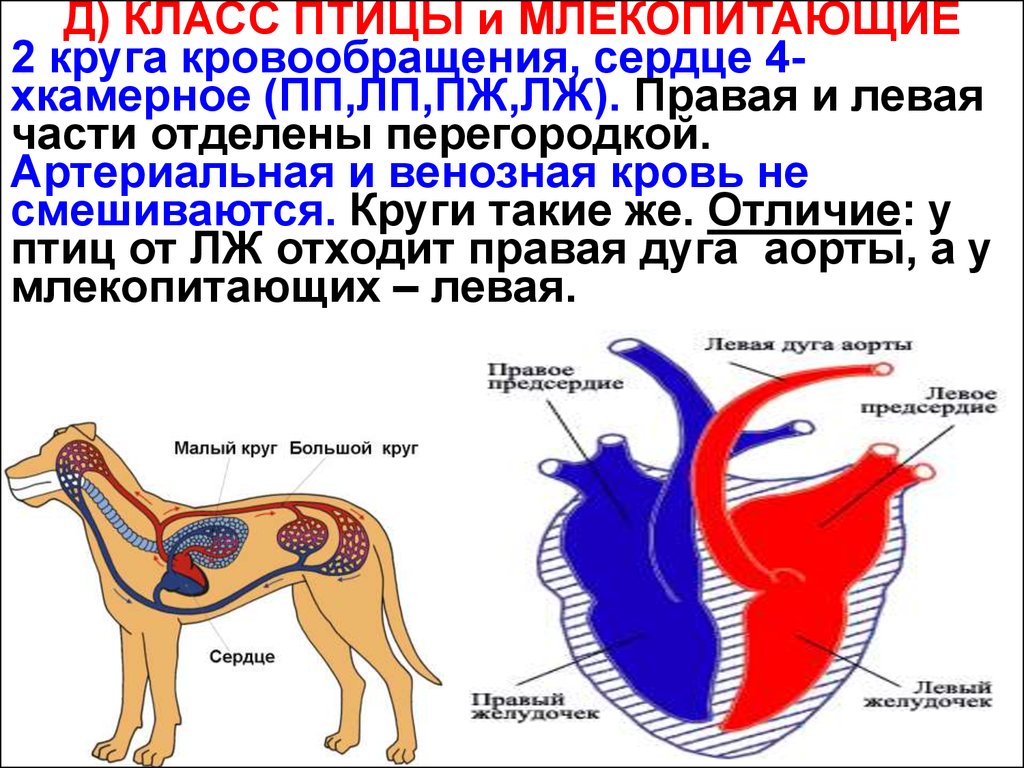 Кровеносная система не имеет сердца