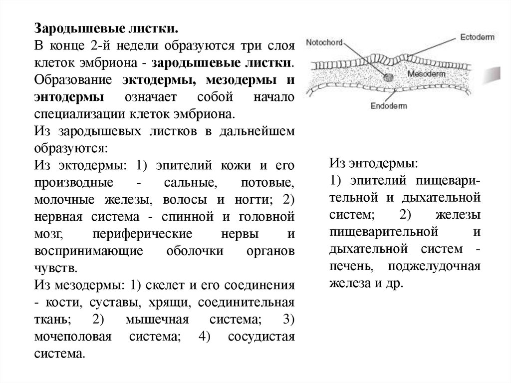 Зародышевые листки кости