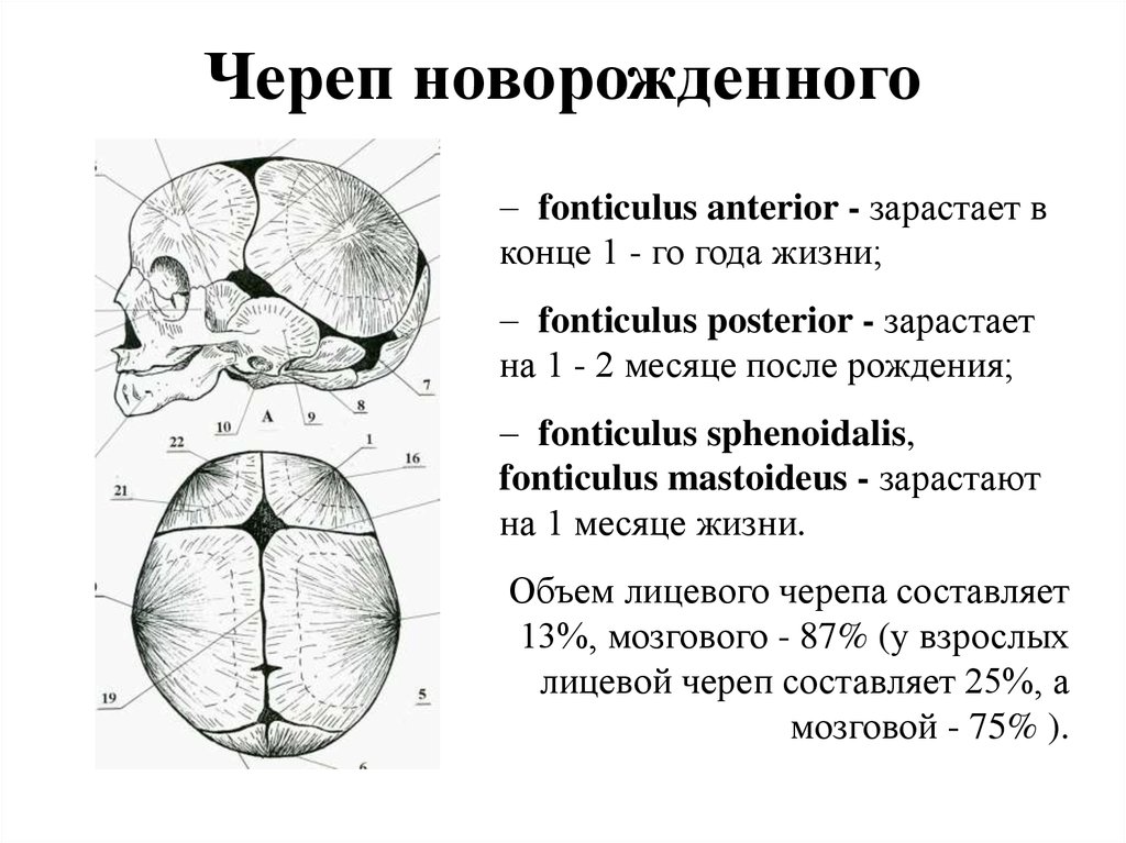 Значение родничков в черепе. Швы и роднички черепа анатомия. Роднички новорожденного анатомия черепа. Строение родничков черепа новорожденного. Роднички черепа новорожденного рисунок.