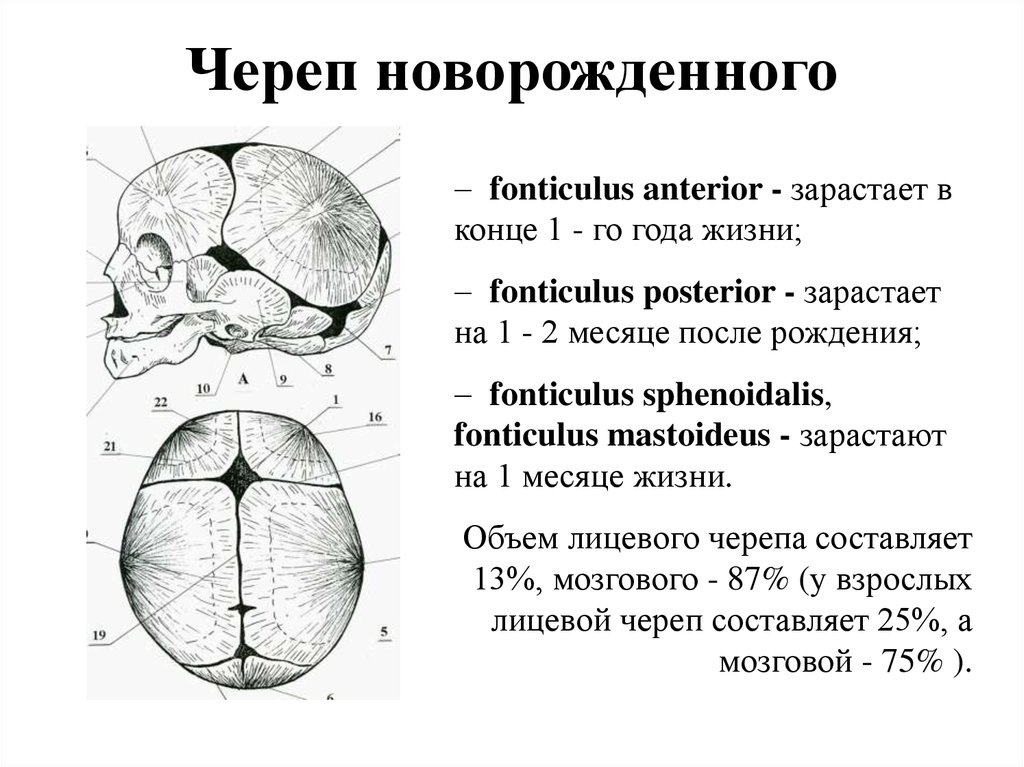 Череп новорожденного. Строение родничков черепа новорожденного. Строение костей черепа младенца. Роднички черепа новорожденного рисунок. Череп новорожденного швы анатомия.