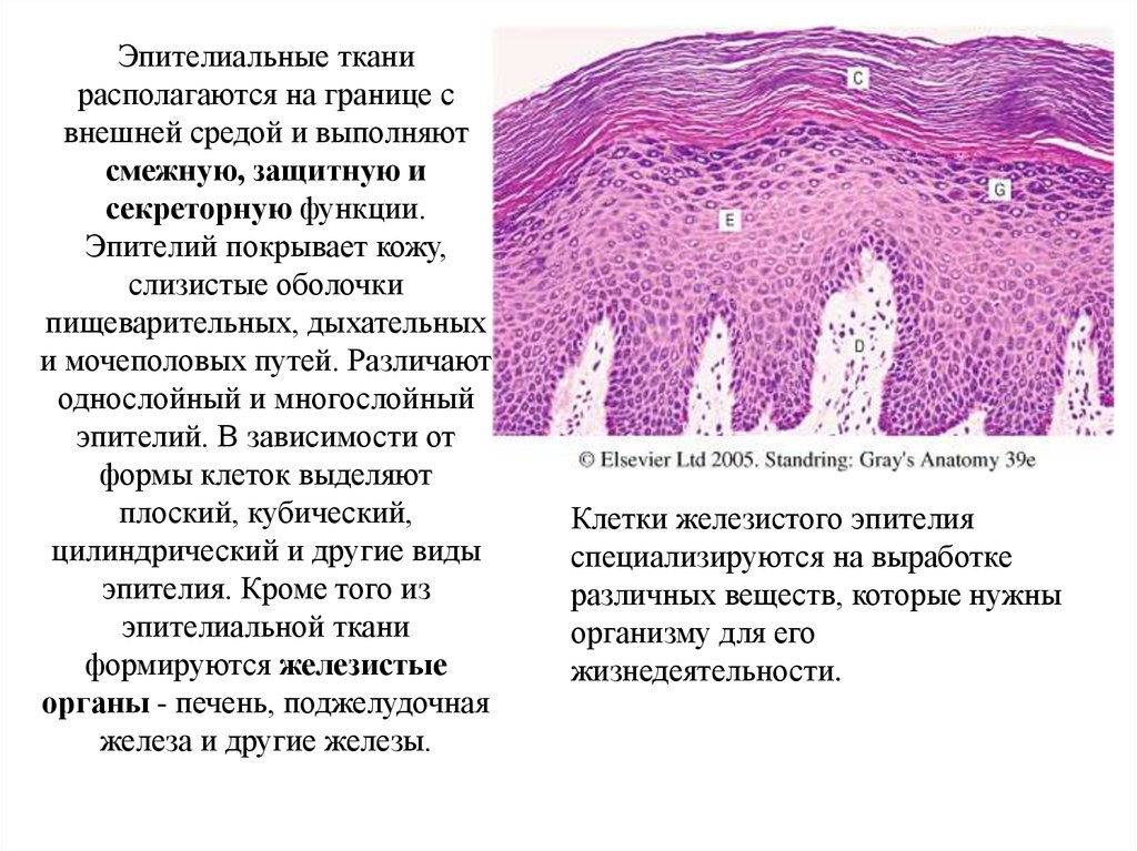 Эпителиальная ткань функции. Эпителиальная ткань строение эпителия. Слизистые оболочки эпителиальных тканей. Эпителиальная ткань строение и функции. Функции эпителий покровной ткани.
