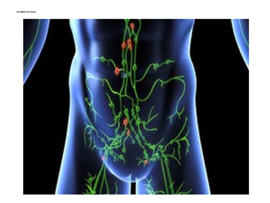 Лимфоузел справа у мужчины. Воспаленные лимфоузлы в брюшной полости. Паховые лимфоузлы анатомия. Лимфатическая система брюшной полости человека.