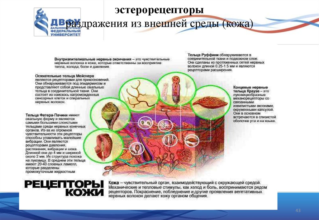 Среда кожи. Рецепторы из внешней среды. Какие раздражители из внешней среды воспринимаются кожей. Введение в неврологию презентация. Кожа и внешняя среда.