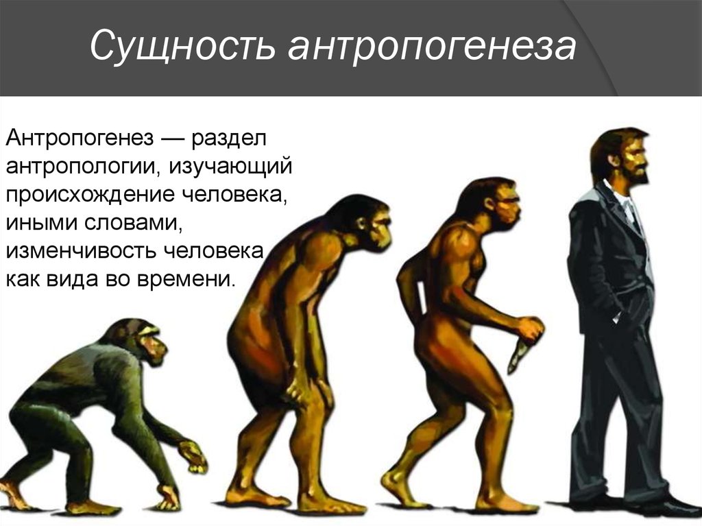 Эволюционирует ли человек. Теория Дарвина о эволюции человека.