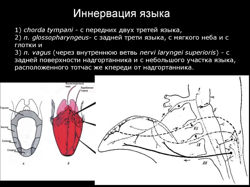 Иннервация языка анатомия схема