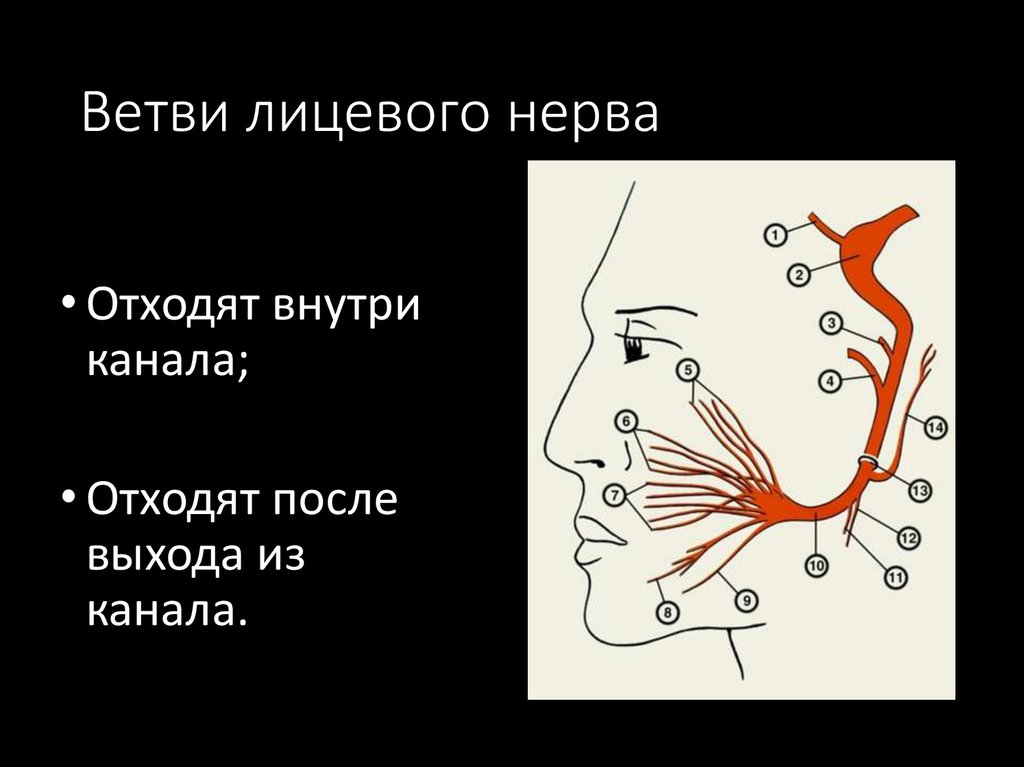 3 лицевой нерв. Схема ветвления лицевого нерва. Лицевые нервы топография. Канал лицевого нерва топография. Входное отверстие канала лицевого нерва.